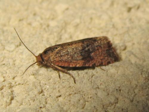 Réf. 172 097 : Celypha striana