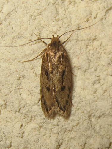 Hofmannophila pseudospretella