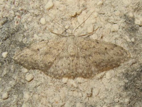 Idaea seriata