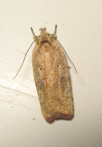 Agonopterix nervosa
