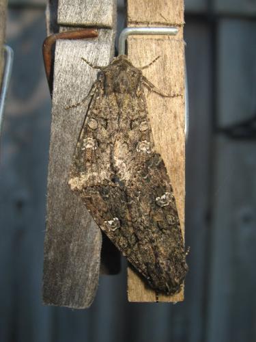 Réf. 172 034 : Mamestra brassicae