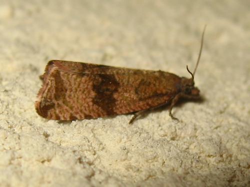Réf. 172 098 : Celypha striana