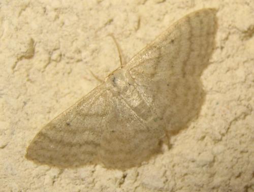 Réf. 172 931 : Idaea subsericeata