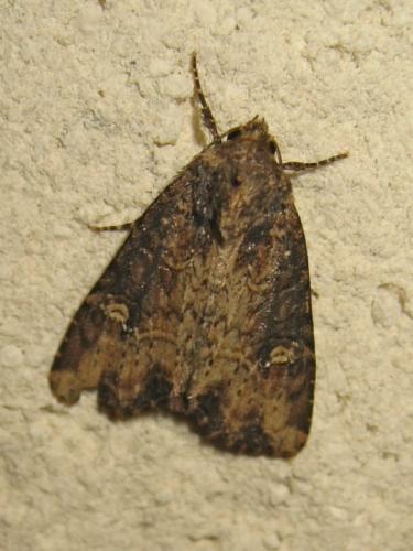 Réf. 172 681 : Mesapamea sp.