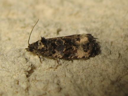 Réf. 172 100 : Endothenia sp.