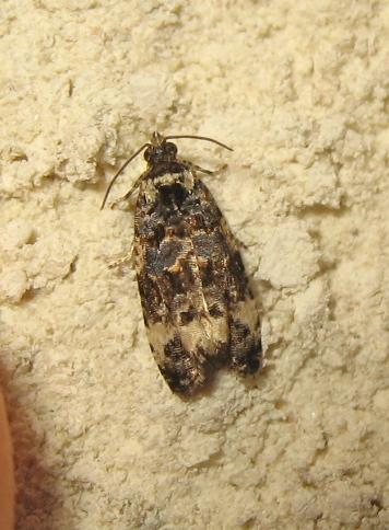 Réf. 172 099 : Endothenia sp.