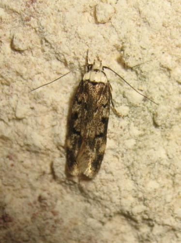 Réf. 172 101 : Endrosis sarcitrella