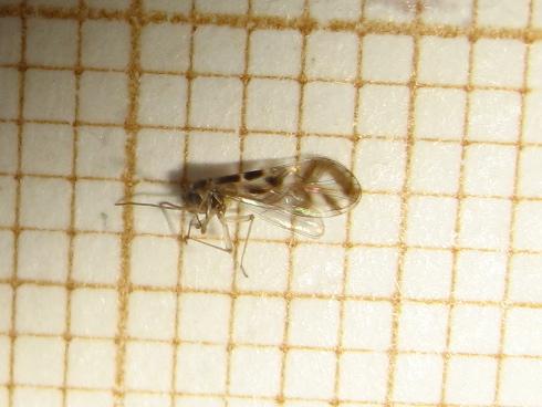 Graphopsocus cruciatus