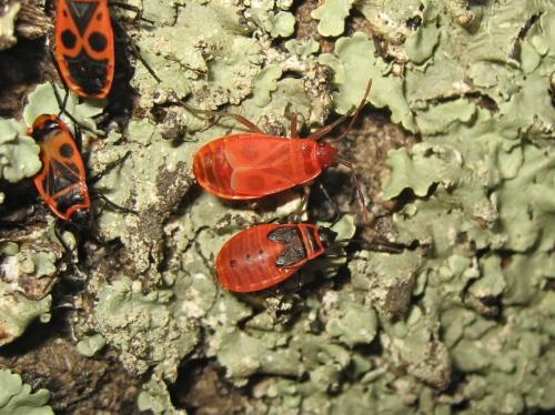 Réf. 172 398 : Pyrrhocoris apterus
