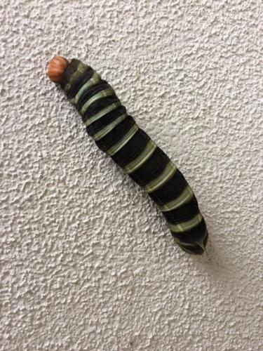 Pachylia syces