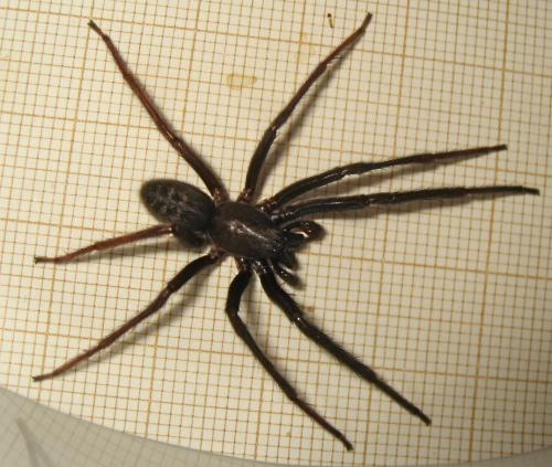 Segestria florentina
