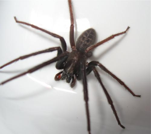 Segestria florentina