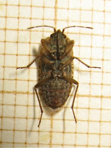 Emblethis griseus