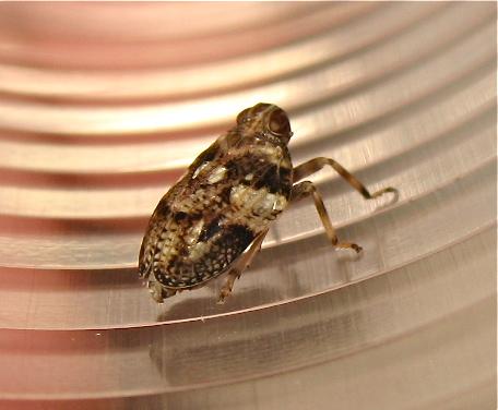 Issus coleoptratus