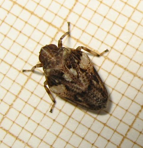 Issus coleoptratus
