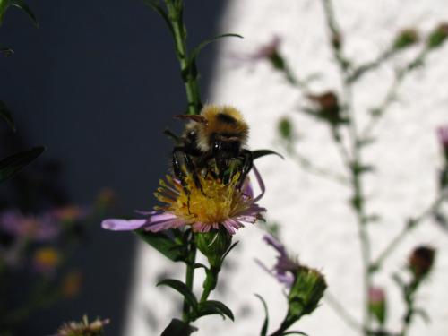 Bombus sp.