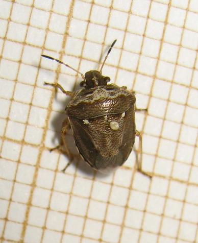 Réf. 172 445 : Eysarcoris ventralis