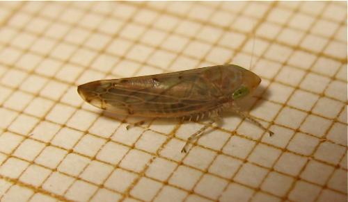 Réf. 172 513 : Synophropsis lauri