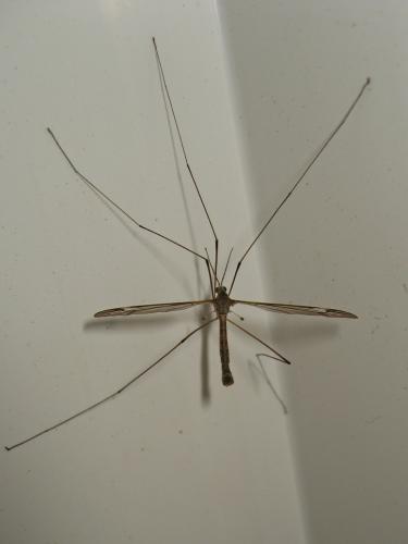 Tipula sp.