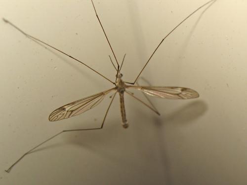 Réf. 172 692 : Tipula sp.