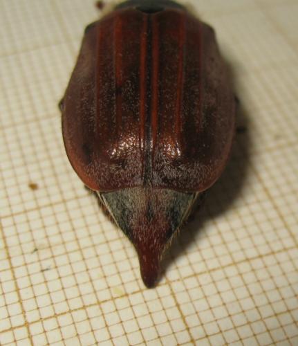 Melolontha melolontha