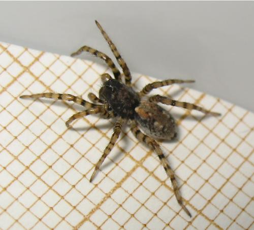 Arctosa perita