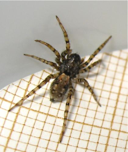 Arctosa perita