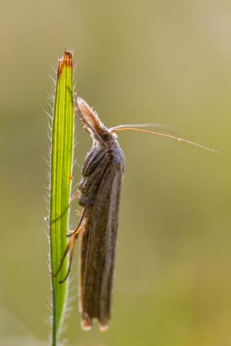 Réf. 172 217 : Agriphila tristella