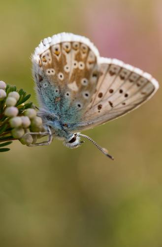 Polyommatus coridon
