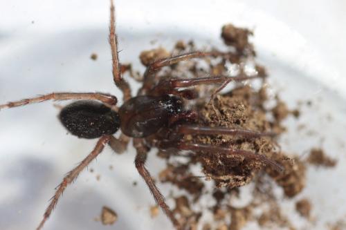 Réf. 172 769 : Pireneitega segestriformis