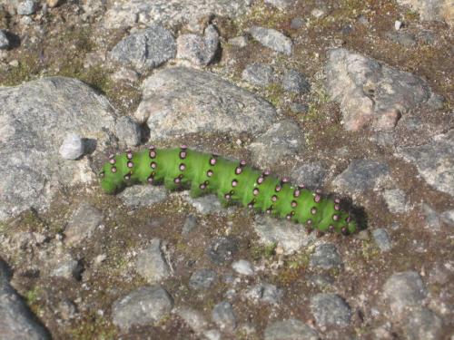 Réf. 172 085 : Saturnia pavonia