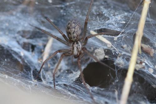 Eratigena atrica