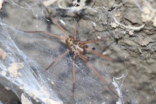 Eratigena atrica