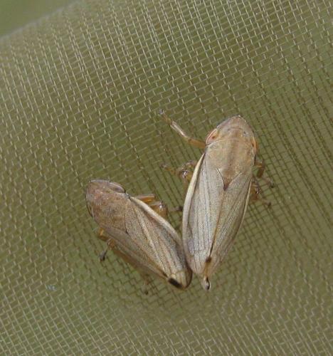 Neophilaenus sp.