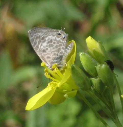 Réf. 172 183 : Leptotes pirithous
