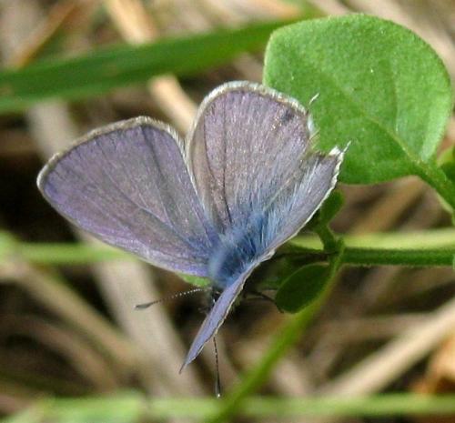 Réf. 172 182 : Leptotes pirithous