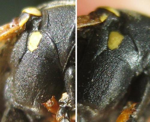 Réf. 172 396 : Polistes biglumis