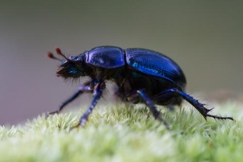 Anoplotrupes stercorosus