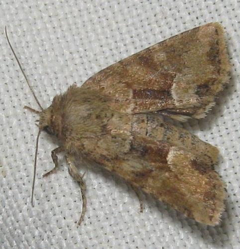 Réf. 172 957 : Oligia fasciuncula
