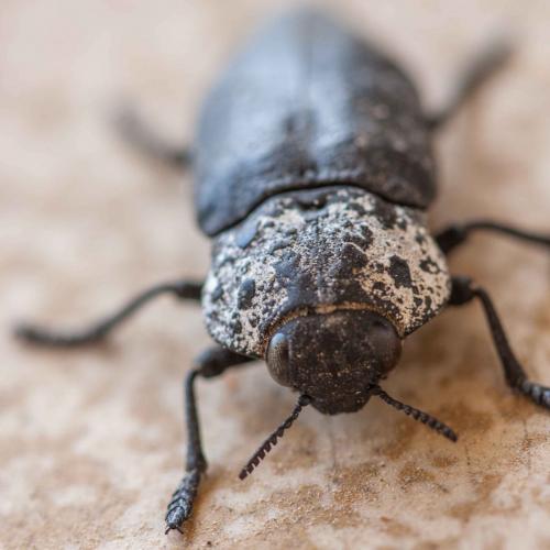 Réf. 172 072 : Capnodis tenebrionis