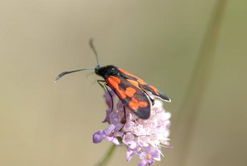 Zygaena transalpina