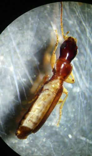 Paradromius linearis