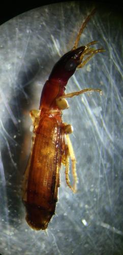 Réf. 172 203 : Paradromius linearis