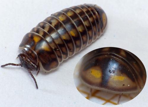 Glomeris intermedia