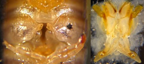 Cylindroiulus broti