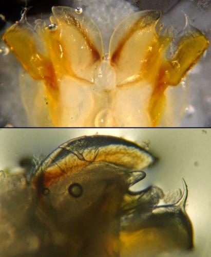 Cylindroiulus broti