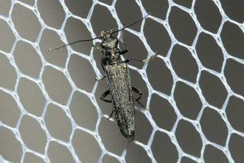 Oedemera sp.
