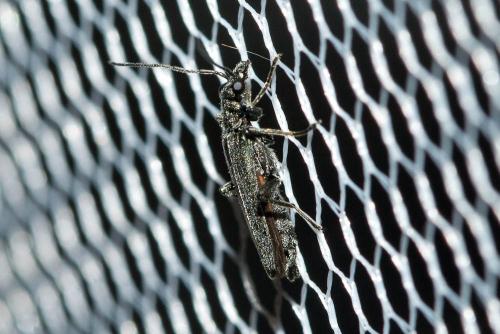 Oedemera sp.