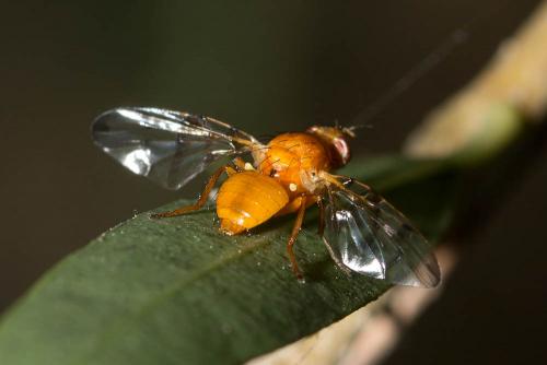 Chetostoma curvinerve