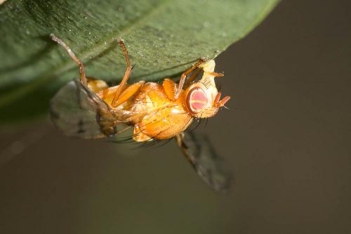 Chetostoma curvinerve